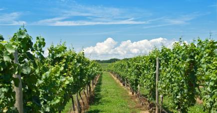 Niagara Vines in Niagara on the Lake