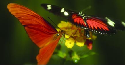 Niagara Falls Butterfly Conservatory